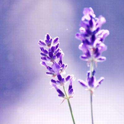 帝一娱乐手机app下载