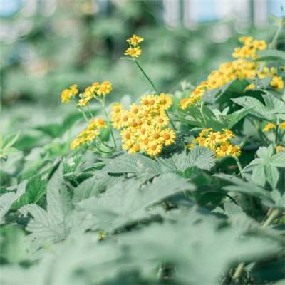 江南体育官方网址