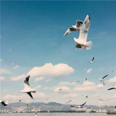 电玩城金鲨银鲨手机app下载